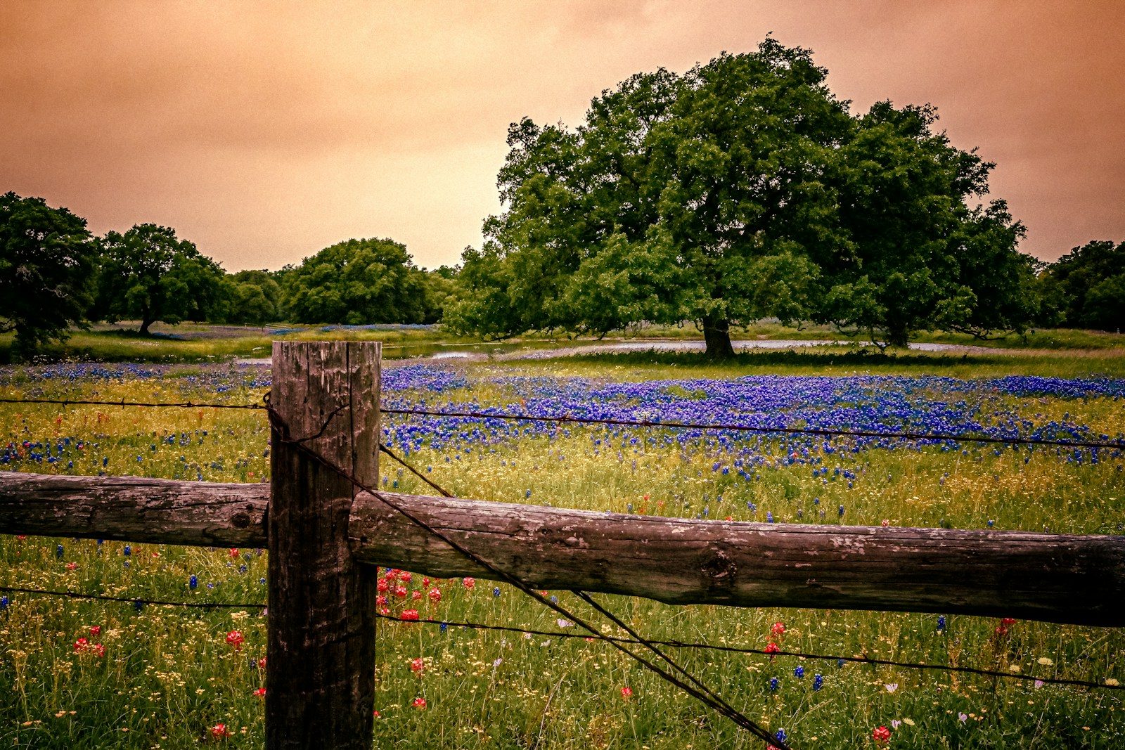 Texas field of bluebonnets and wildflowers behind a weathered wooden ranch fence